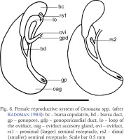 https://www.foliamalacologica.com/f/fulltexts/159674/FM-31-003-g004_min.jpg