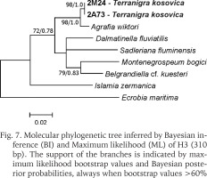 https://www.foliamalacologica.com/f/fulltexts/172146/FM-31-021-g005_min.jpg