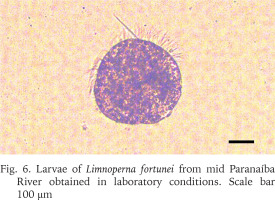 https://www.foliamalacologica.com/f/fulltexts/176311/FM-31-028-g004_min.jpg