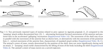 https://www.foliamalacologica.com/f/fulltexts/183835/FM-32-002-g001_min.jpg