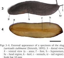 https://www.foliamalacologica.com/f/fulltexts/185556/FM-32-005-g003_min.jpg