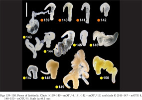 https://www.foliamalacologica.com/f/fulltexts/195524/FM-33-001-g016_min.jpg