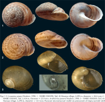 https://www.foliamalacologica.com/f/fulltexts/201355/FM-33-009-g001_min.jpg