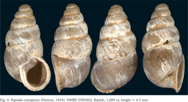https://www.foliamalacologica.com/f/fulltexts/201355/FM-33-009-g002_min.jpg